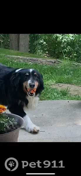 Lost male dog, North Kivett Road, Monrovia - try-colored collie/shepard - photo