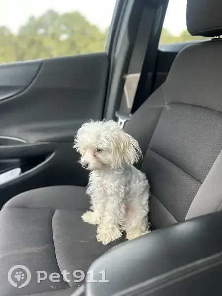 Lost female dog, Turnbull Road, Fayetteville - white and tan, very energetic - photo