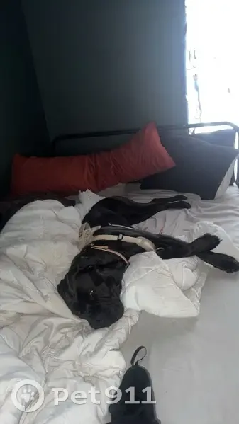 Lost female dog, Julie Avenue, 809, Hominy, Dallas - all black with white patch - photo