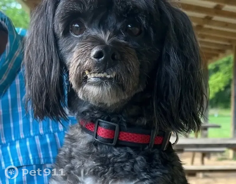 Lost male dog, Sheetz on Bill Truck Hwy, South Boston - photo