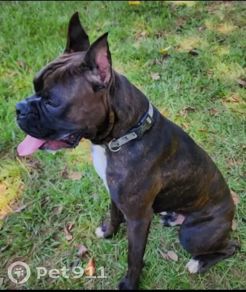 Lost male dog, Dallas Drive, Thomaston - Reverse Brindle with black mask - photo