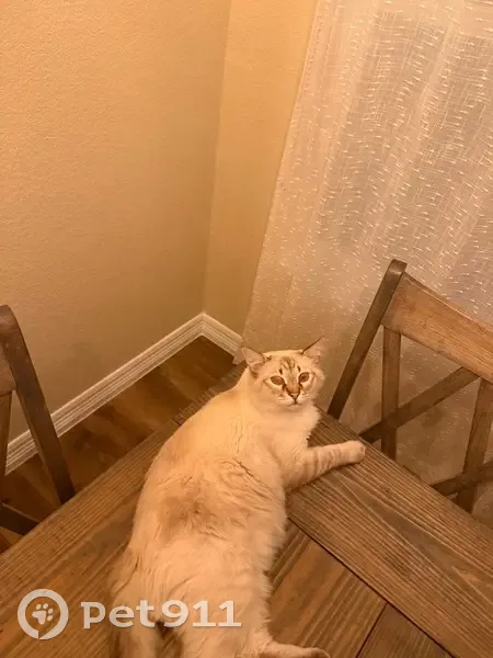 Lost male cat, Coriander Road, Arlington - white Balinese with blue eyes - photo