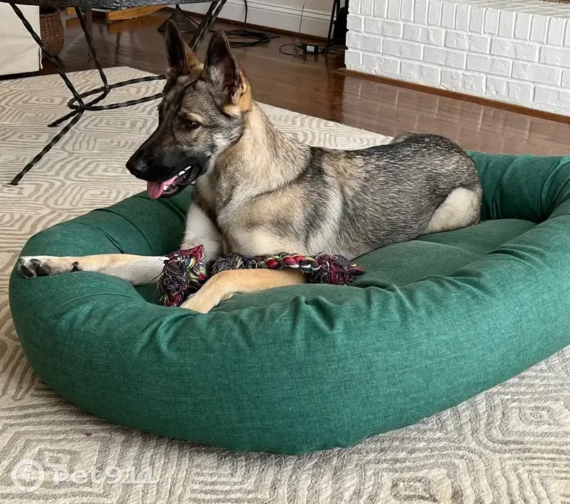 Lost female dog, Chapel Hill, North Carolina - tan and black Belgian/German shepherd - photo
