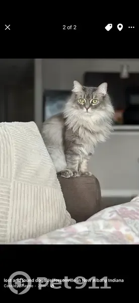 Lost female cat, East Main Street, New Albany - orange collar with bell - photo