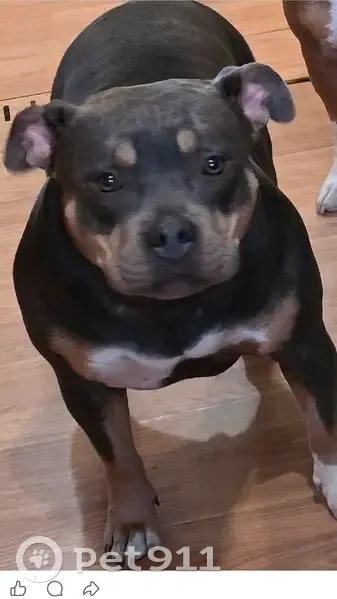Lost female dog, Buxton Avenue, Granite City - black tri bully - photo