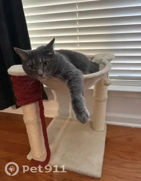 Lost female cat, Bankside Way, Peachtree Corners - June is the sweetest girl - photo