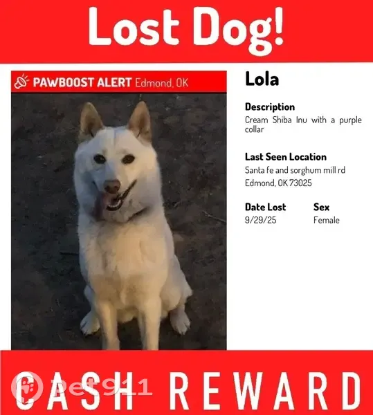 Lost female dog, Bobwhite Trail, Edmond - white/cream Shiba Inu - photo