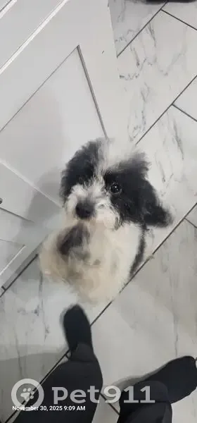 Lost female dog, South 50th Avenue, Cicero - black and white mixed paddle - photo