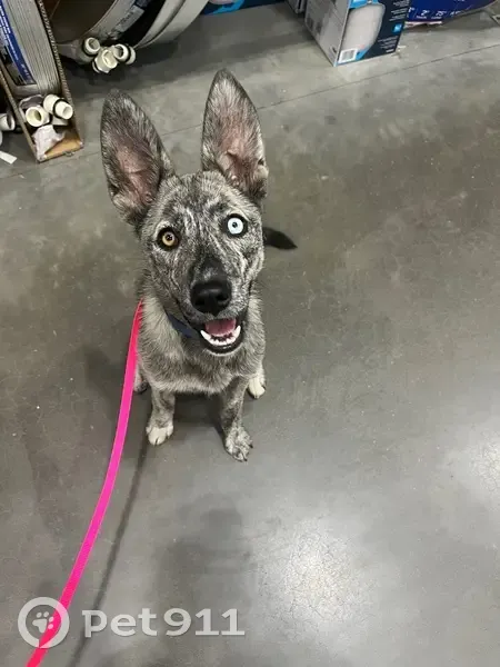 Lost female dog with unique eyes, Morrisville, New York - photo
