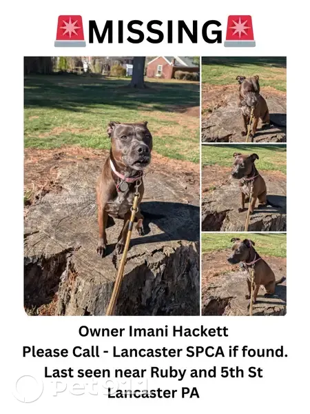 Lost female dog, Manor Ridge Drive, Lancaster - dark brown Lab Retriever mix - photo