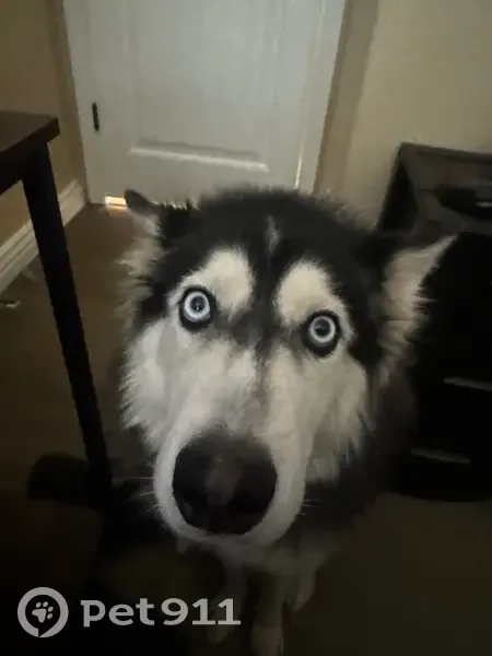 Lost dog, West Orange Drive, Glendale - female - photo