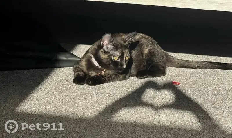 Lost female cat, Via Corzo, 4580, Yorba Linda - left backyard at night - photo