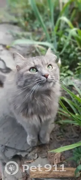 Зникла кішка, вулиця Героїв Базару, Житомир - сіра, звати Тома - photo