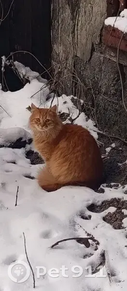 Зник кішка, проспект Валерія Лобановського, Київ - рудий окрас, руді очі - photo