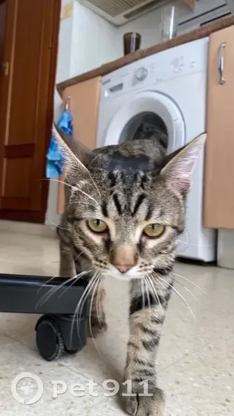 Perdido gato masculino, Divina Enfermera, 4, Sevilla - tímido pero amable - photo