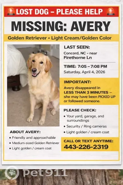Lost female dog, Firethorne Lane, Concord, Arlington - light golden, cream coated - photo