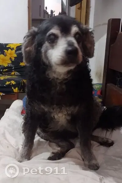 Cachorro perdido Macho (brl002594) - photo