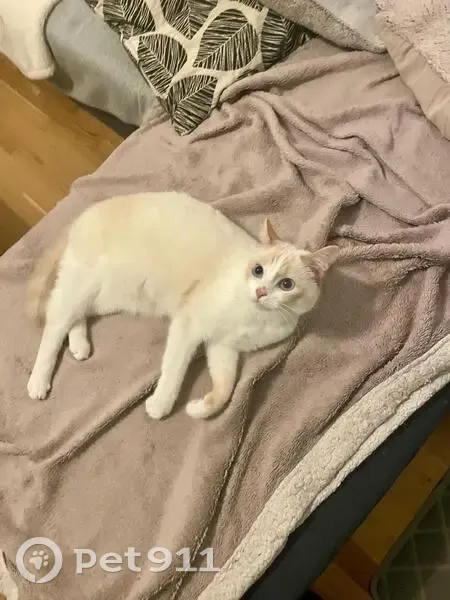 Chat perdu, Avenue du Général-Leclerc, 146, Viroflay, Paris - photo
