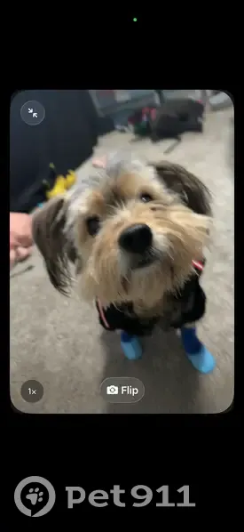 Lost male dog, Crumley Street Southwest, Atlanta - Yorkshire terrier - photo