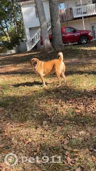 Lost female dog, High Falls, Flovilla - big fluffy golden with purple collar - photo