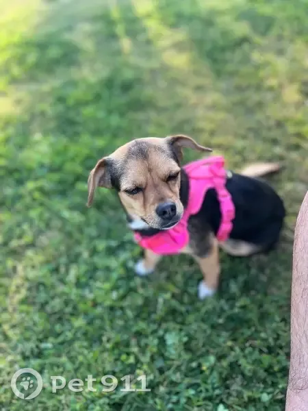 Lost female dog, Hanover Lane, Menifee - black with light brown and white markings - photo