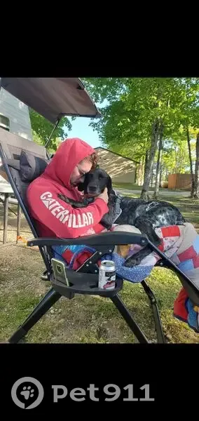 Lost Male Dog, Magee Road South, Boyne Falls - German Shorthaired Pointer, 8 years old - photo