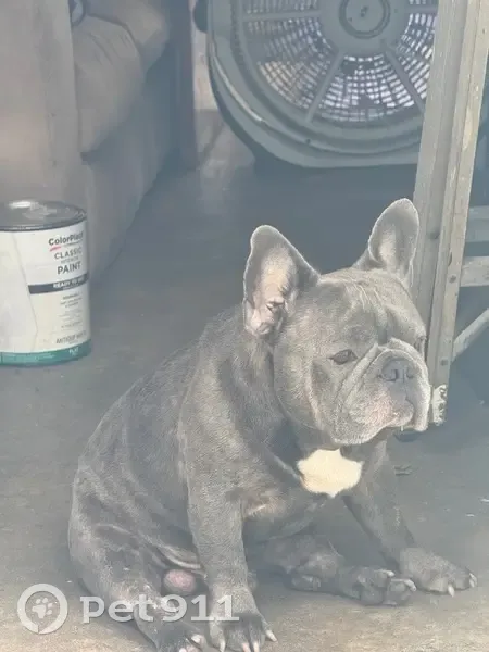Lost male dog, Lynne Tree Lane West, Jacksonville - gray French bulldog - photo