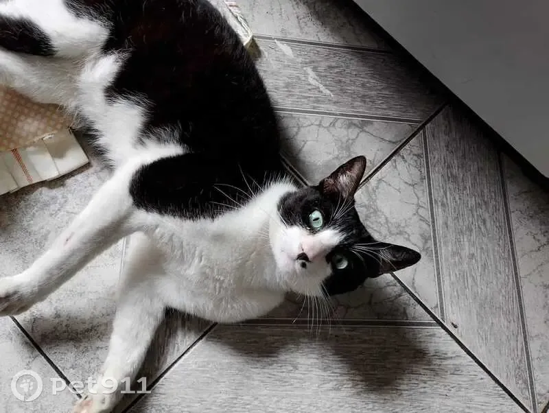 Gato desaparecido Macho (brl002595) - photo