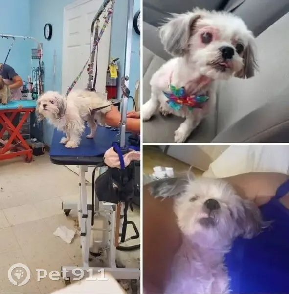 Lost female dog, Old Shelby Road, Mountain View - small white with gray ears - photo