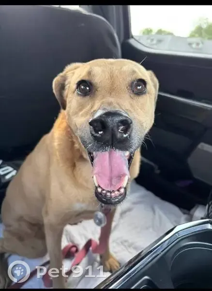 Missing dog Female, Helotes (usl534382) - photo