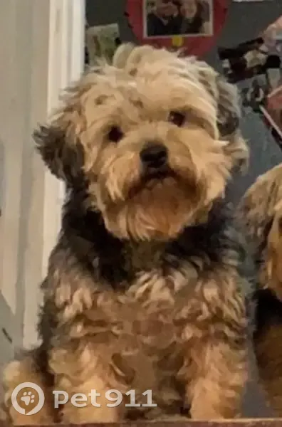 Missing dog Male, Rehrersburg (usl534383) - photo