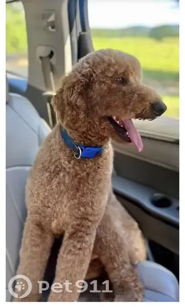 Lost male dog, Main Street, Altoona - yellowish coat - photo