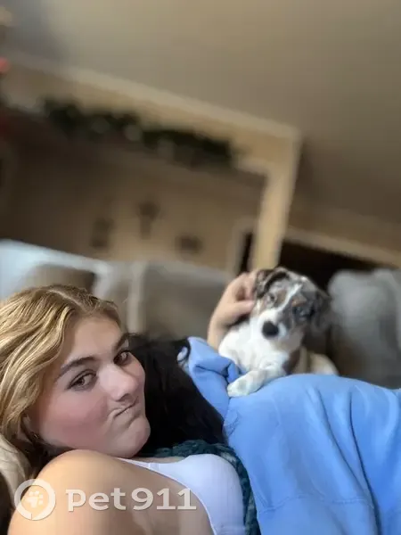 Lost female dog, South Canoe Creek Road, Whittier - Merle colored Jack Russell named Dolly - photo