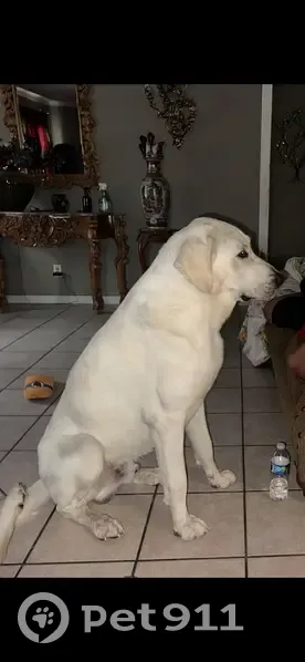 Lost female dog, Triple 7 Trail, 2, Ding Dong, Killeen - photo