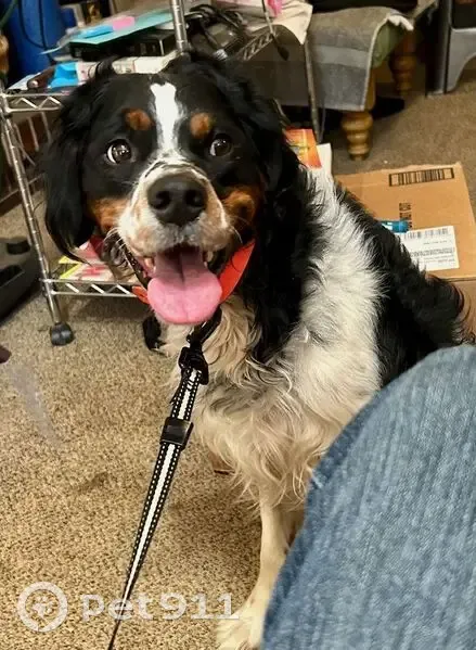 Missing dog Male, Homer (usl534389) - photo