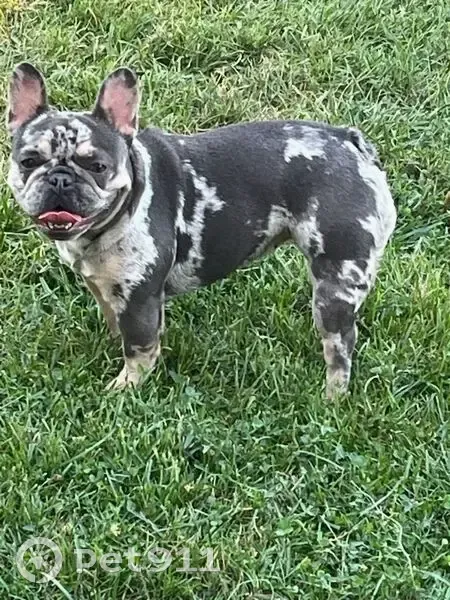 Lost dog, Starr Avenue, Toledo - female blue Merle - photo