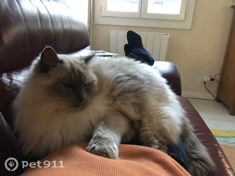 Perdu Chat, Lotissement la Tuilerie, 11, Torreilles - Ragdoll nommé Nestor - photo