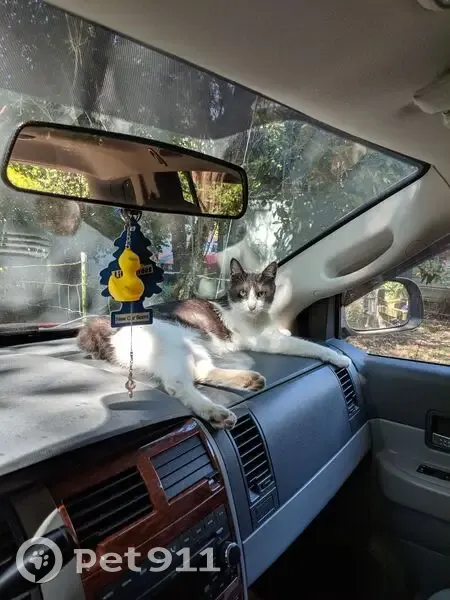 Lost male cat, 6th Avenue Court East, Roy - gray and white Japanese Bobtail - photo