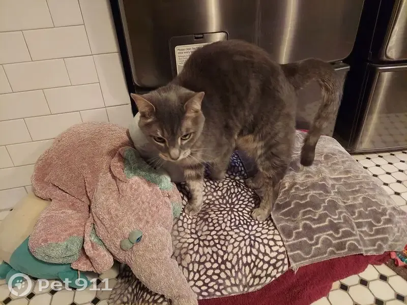 Missing cat Male, Indianapolis (usl534398) - photo