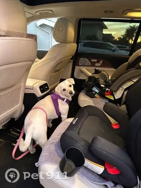 Lost Female Dog, Patton Way, 3801, Bakersfield - Small Terrier with Purple Harness - photo