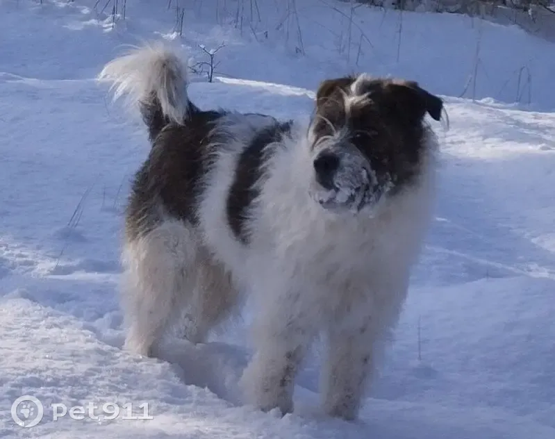 Зник собака чоловічий, Дівички, Київська область - довгошерстий метис тер'єра - photo
