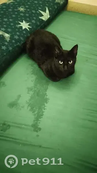 Perdido gato masculino, Calle F, 15, Dos Hermanas, Sevilla - mancha blanca y bulto por hernia - photo