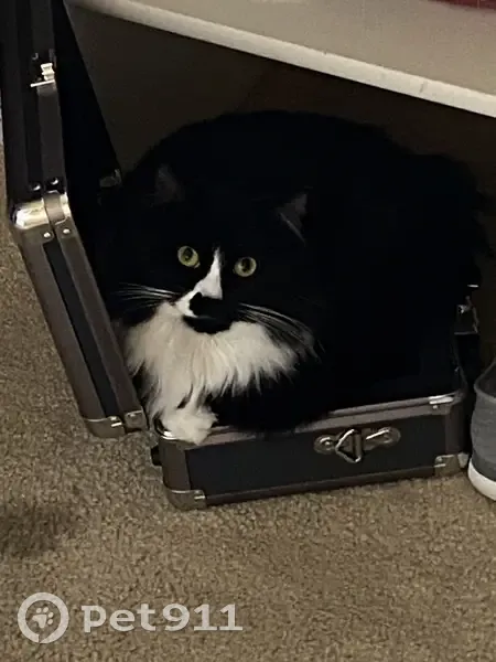 Lost male cat, Lamar Trail, Florence - long haired and chipped - photo