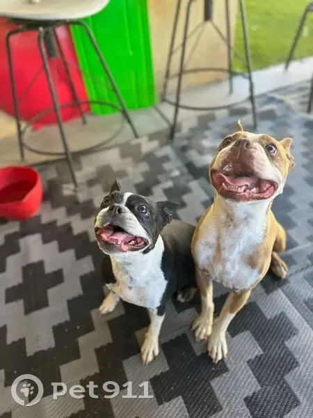 Lost female dog, East Pueblo Avenue, Mesa - black and white with a skin disorder - photo