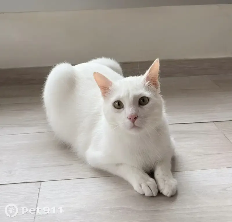 Chat perdu, Résidence du Golf, Le Touquet-Paris-Plage - Marcello, blanc, 2 ans - photo