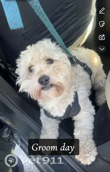 Lost male dog, West 20th Avenue, Gary - light brown Shih Tzu - photo