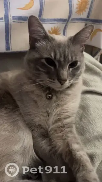 Perdido gato hembra, Calle Libertad, 25, Los Palacios y Villafranca - collar de leopardo con cascabel - photo