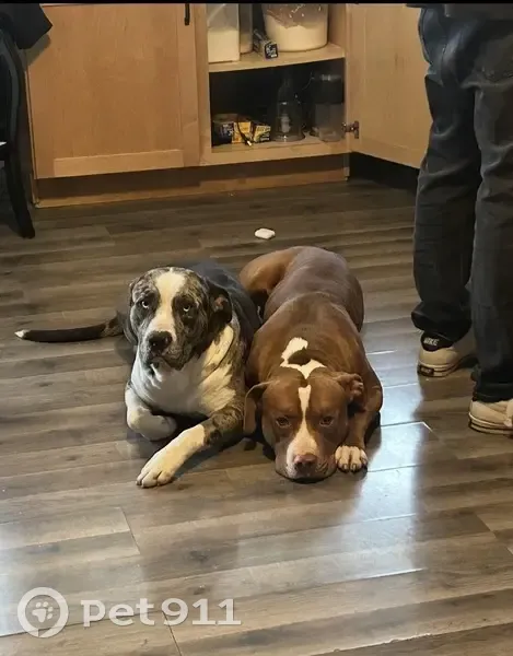 Lost male dog, Colrain Street Southwest, 136, Grand Rapids - photo