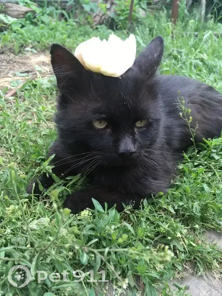Зник кіт, провулок Василя Мушти, Кам’янка - чорний пухнастий метис - photo