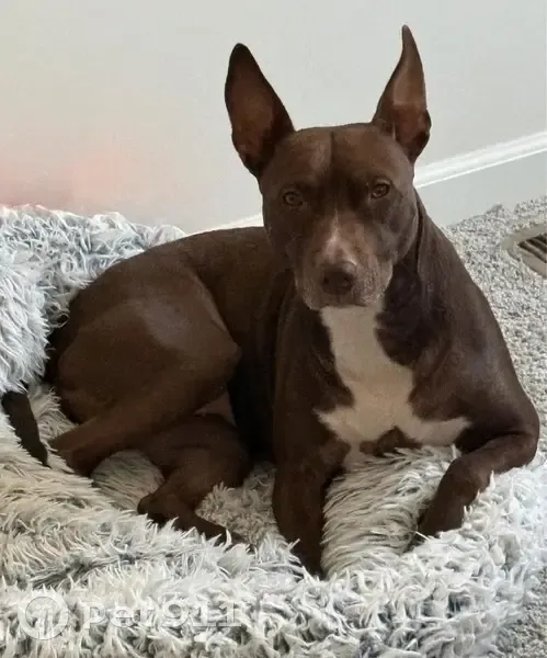 Lost female dog, Lynwood, Illinois - pit/vizsla mix - photo